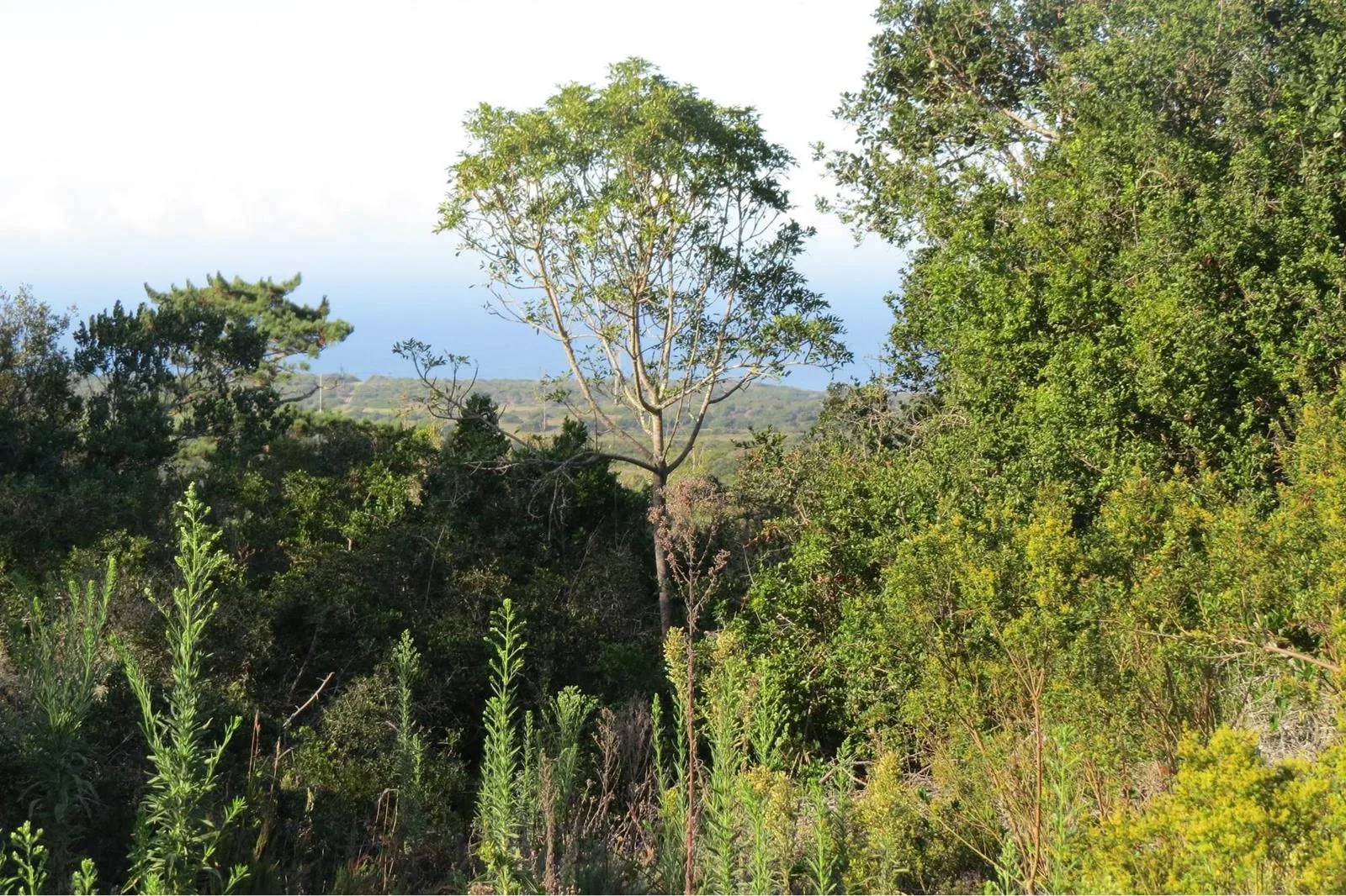 1.8 ha Land available in Chelsea