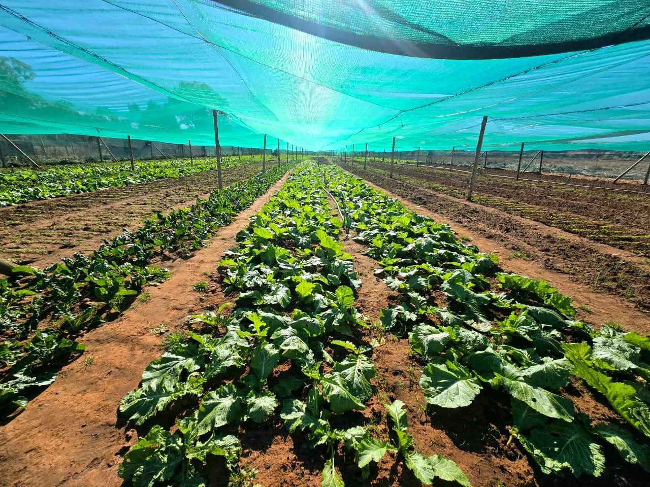 4 041 m² Farm in Walker Fruit Farms AH