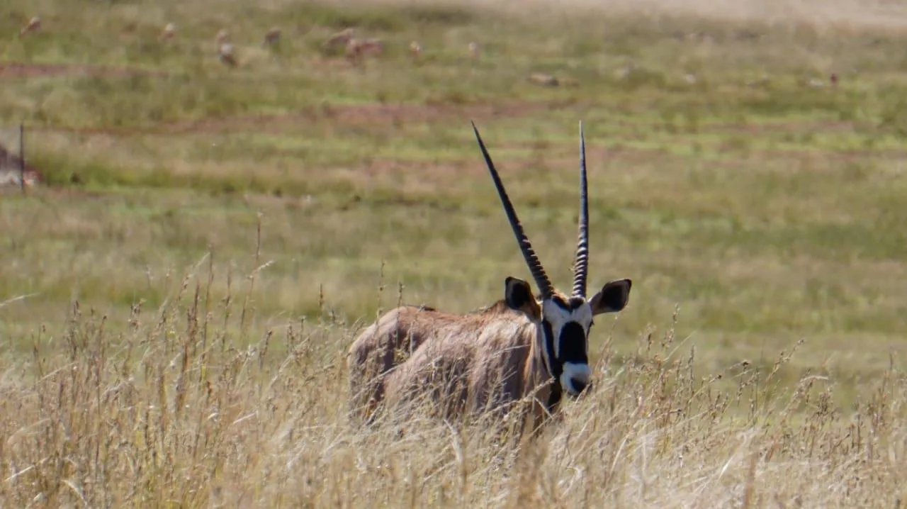 2 061 m² Land available in Lekwena Wildlife Estate