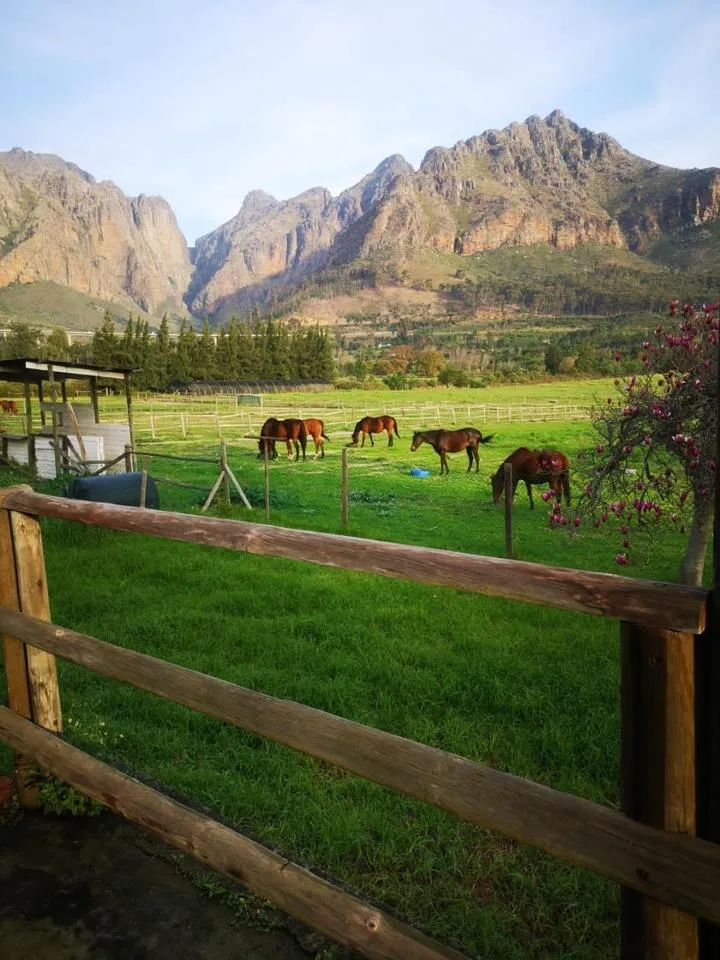 1 Bedroom Apartment / flat to rent in Klein Drakenstein