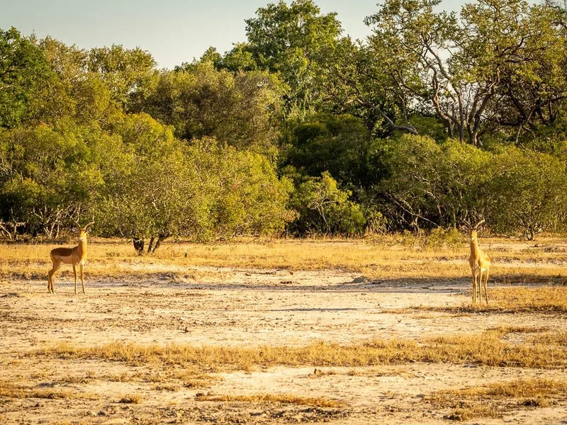 9 031 m² Land available in Moditlo Nature Reserve