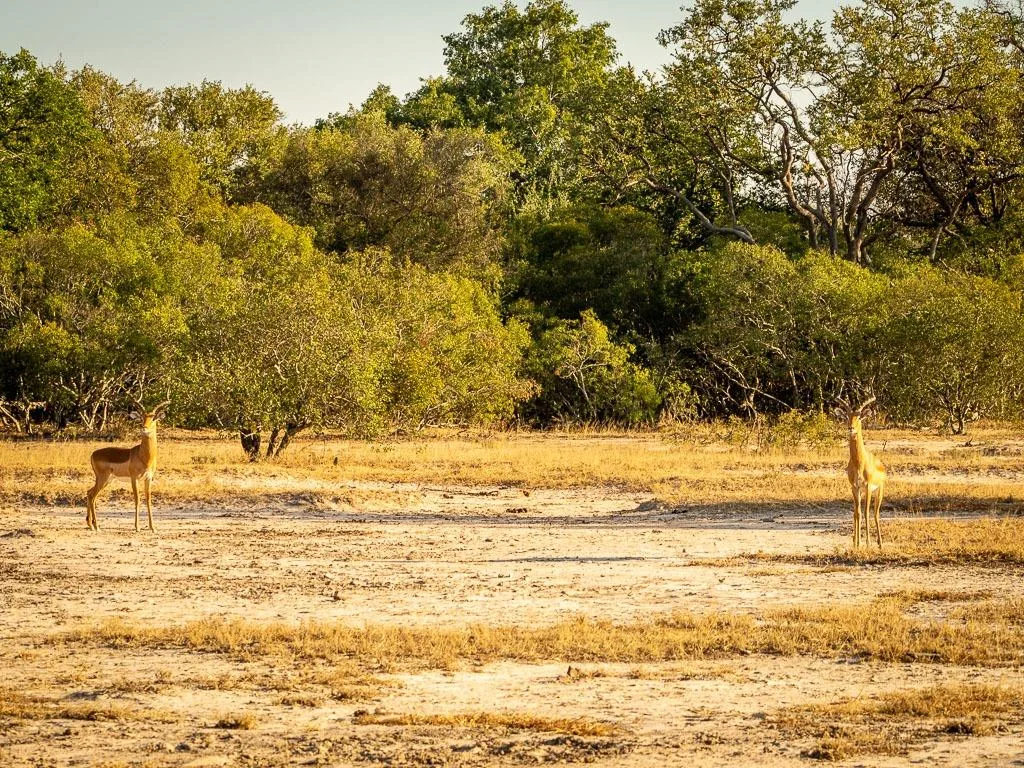 9 031 m² Land available in Moditlo Nature Reserve