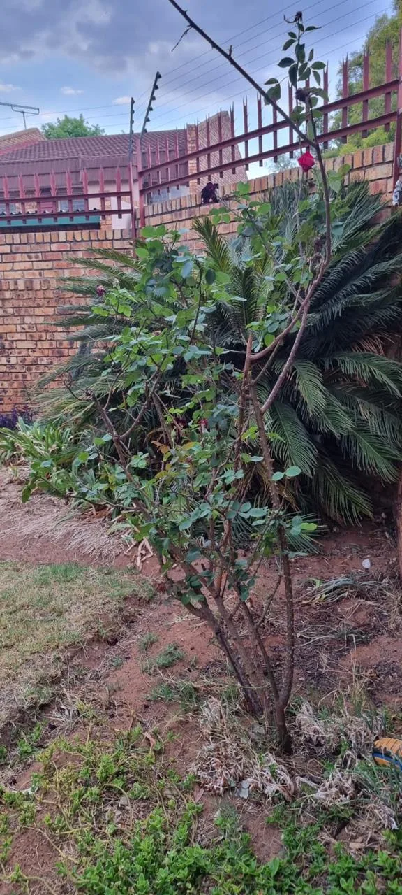 3 Bedroom House for sale in Middelburg Central