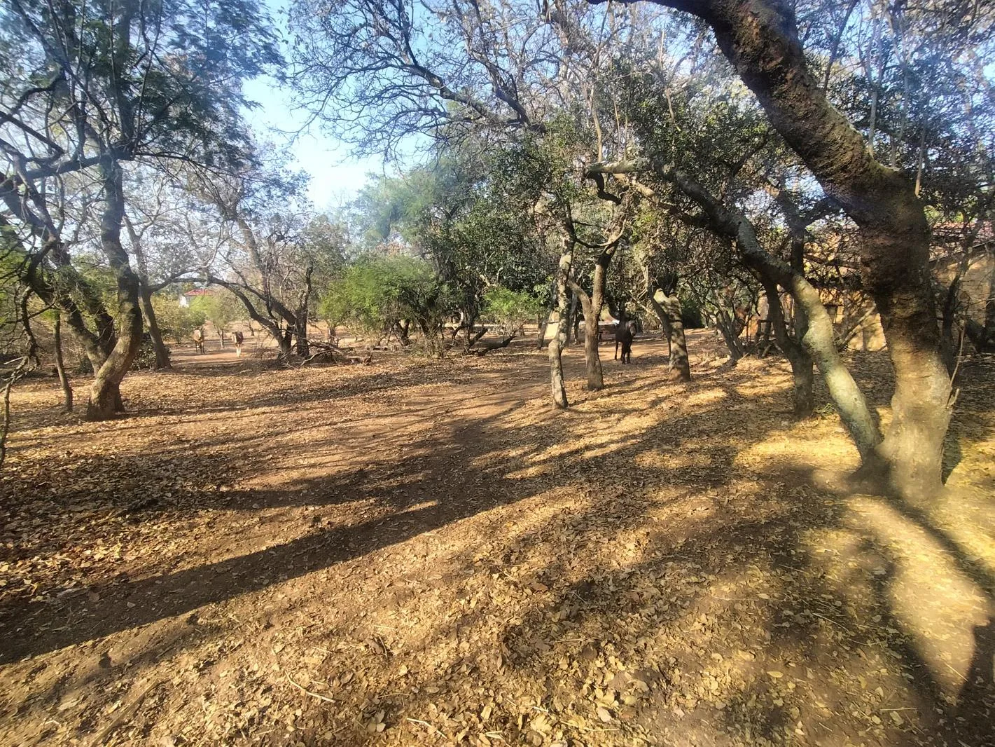 8.6 ha Smallholding in Amandasig