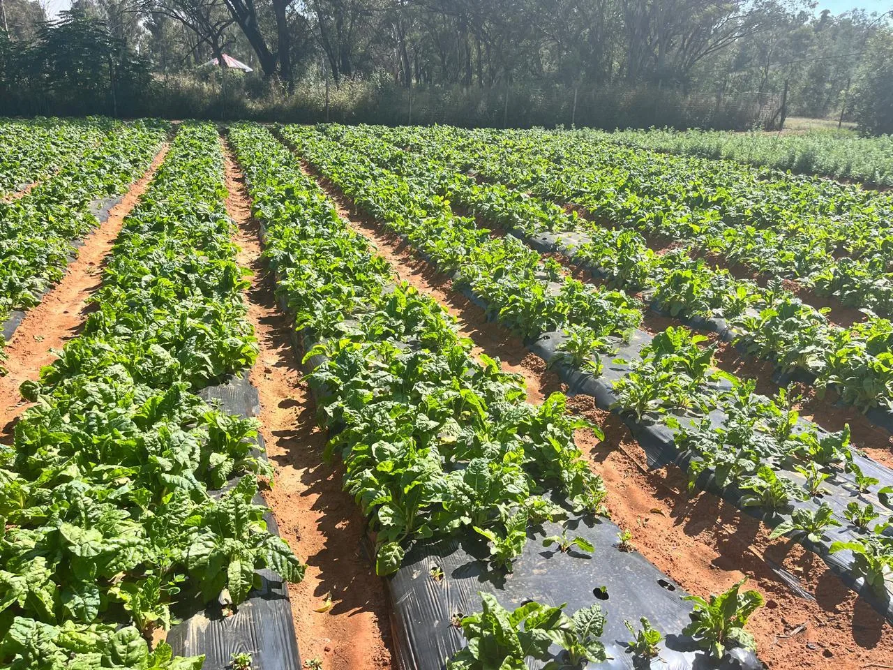 3 ha Farm in Walker Fruit Farms AH