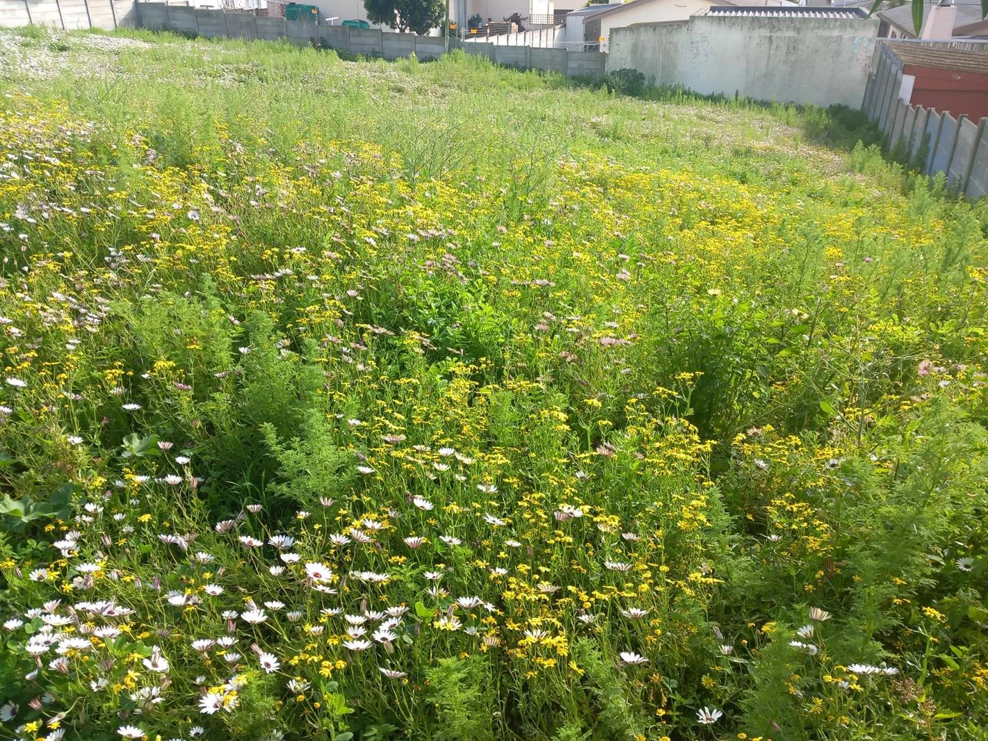 495 m² Land available in White City