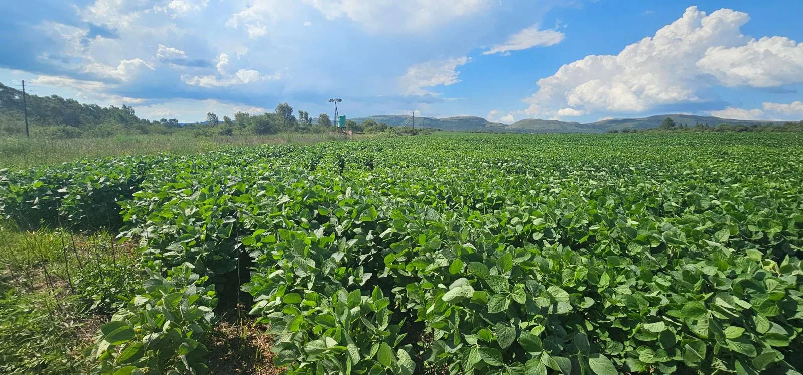 25 ha Farm in Magaliesburg