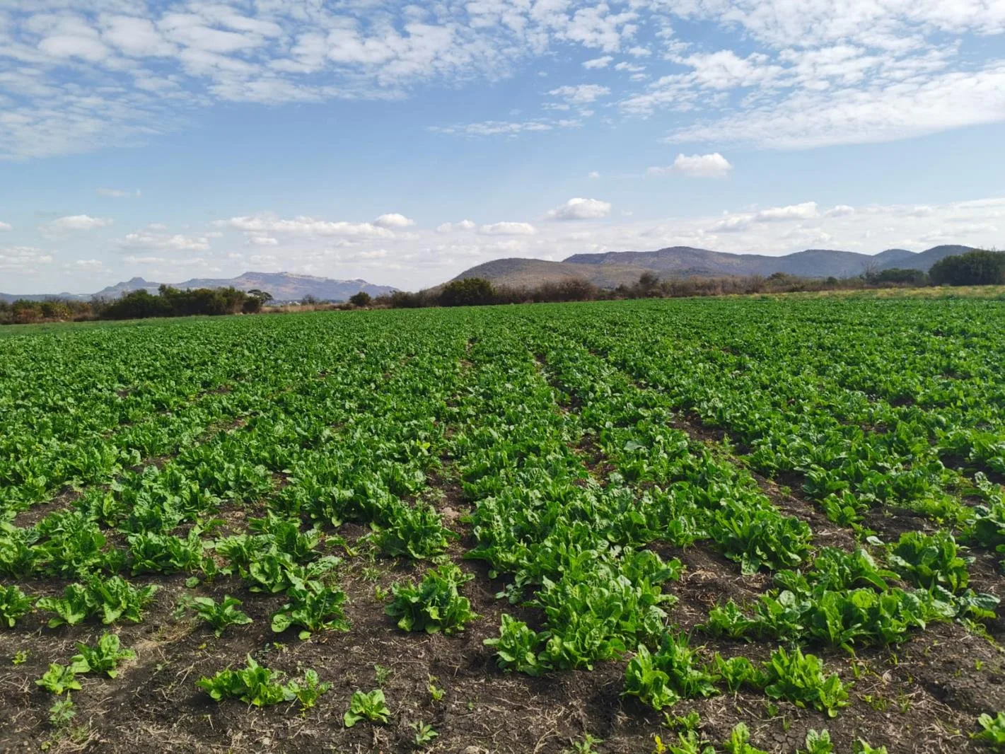 18.8 ha Farm in Brits