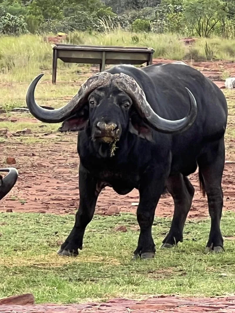 Game Farm in Modimolle (Nylstroom) Outlying