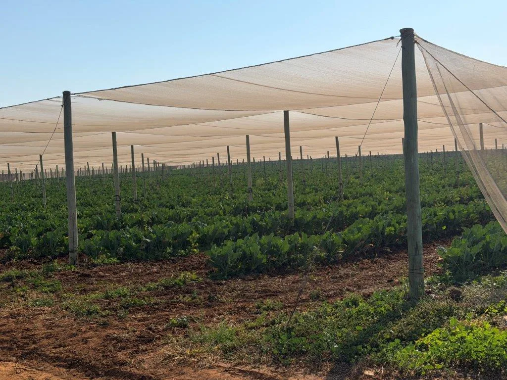 60.9 ha Farm in Brits