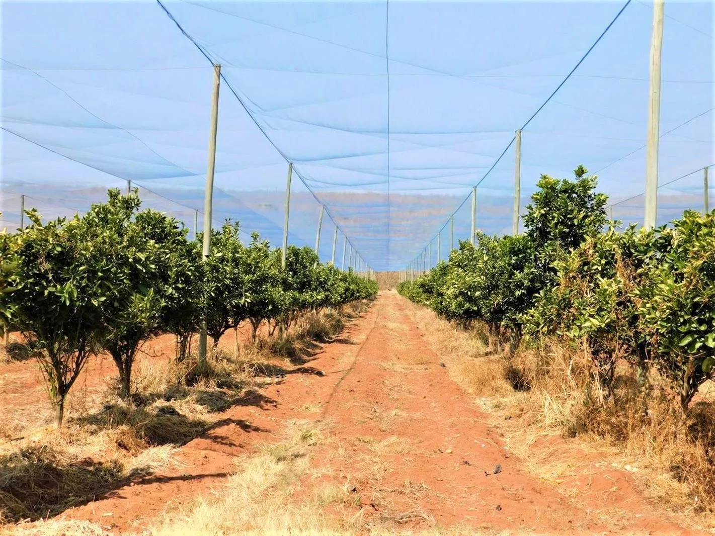69 ha Farm in Modimolle (Nylstroom)