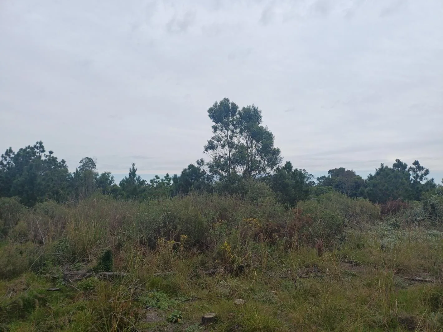 2.5 ha Land available in Hoekwil
