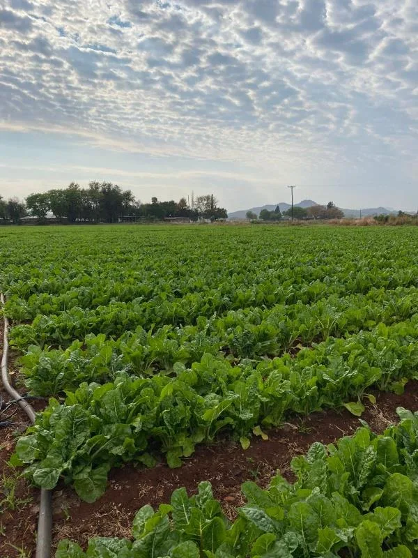 Farm in Brits