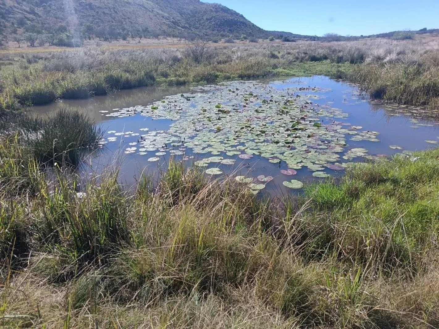 346 ha Commercial Farm in Modimolle (Nylstroom)