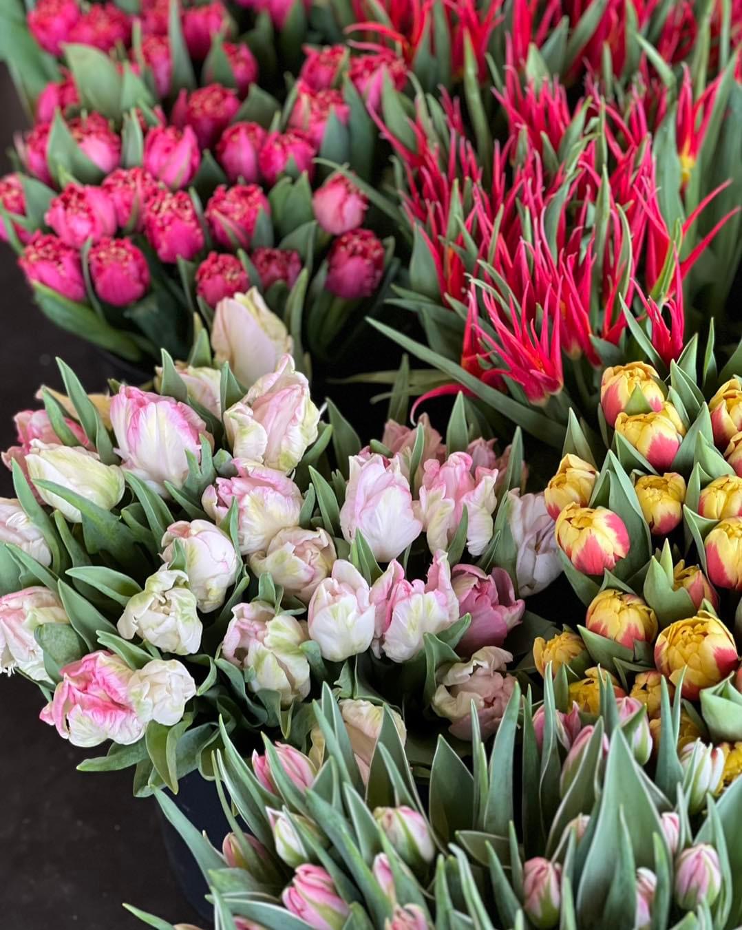 Promo tulipes 🌷 
