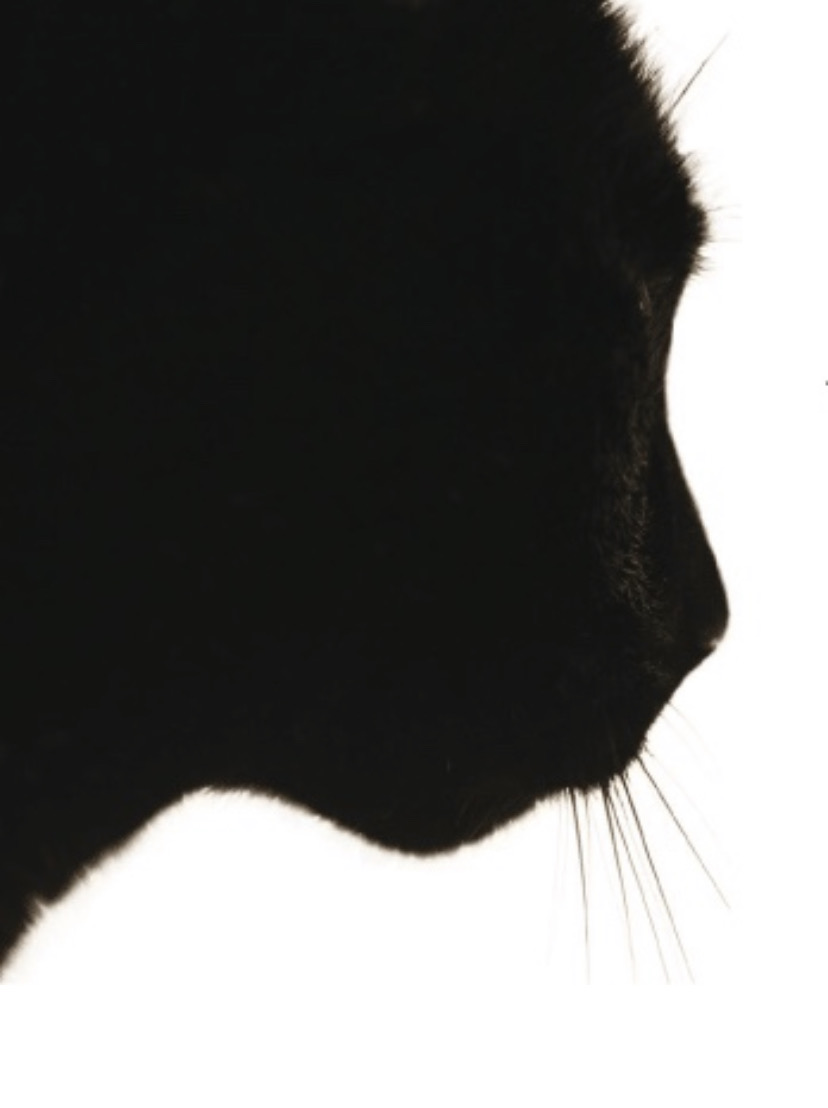 Katzenschutzbund e.V. Essen Logo