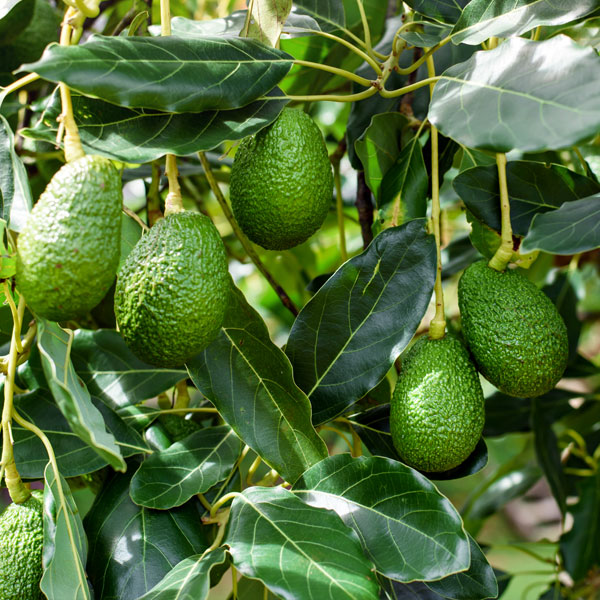 Best food with avocado in it cover image