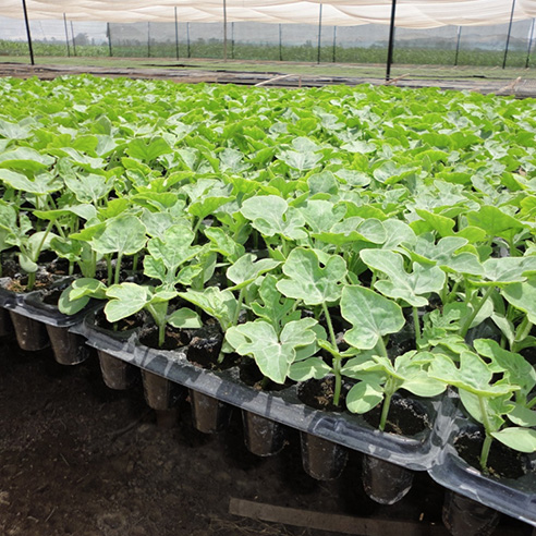 BANDEJA DE GERMINACIÓN