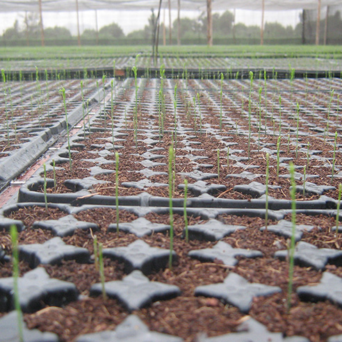 BANDEJA DE GERMINACIÓN