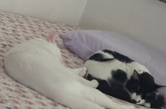 Banner Ajudar o Polar a visitar a Luna
