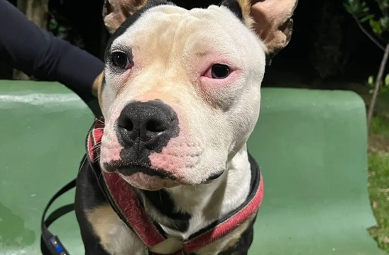 Banner Ajude a salvar o Zeus 