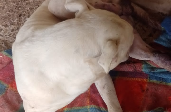 Banner cirurgia do meu cachorro 