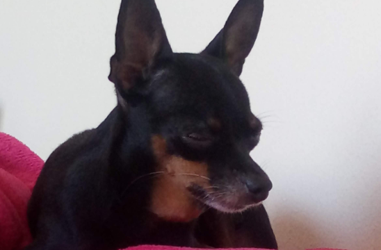 Banner Minnie a cachorrinha manca