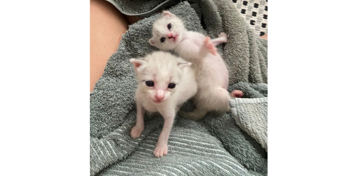 Banner SOS Gatinhos Gêmeos