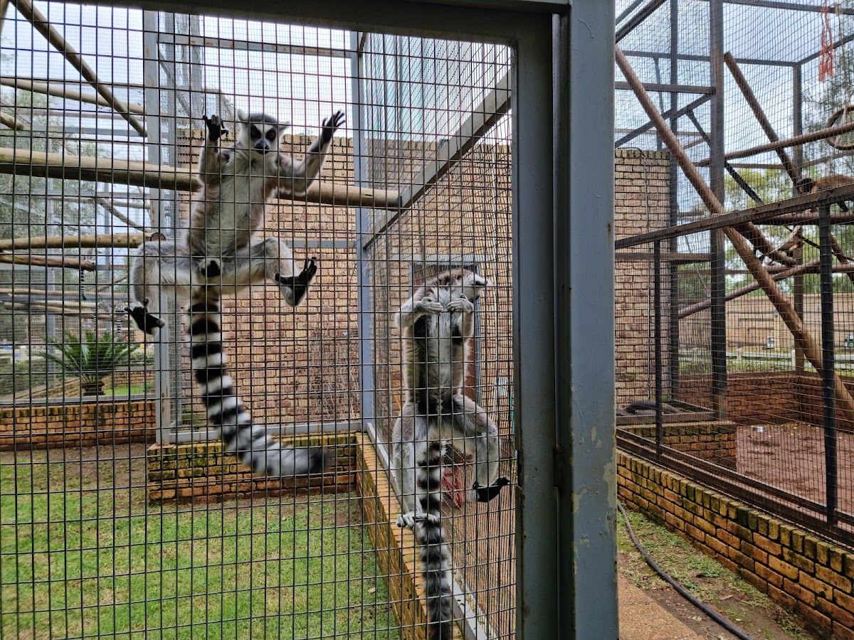 Benoni Monkey And Bird Park — photo 2