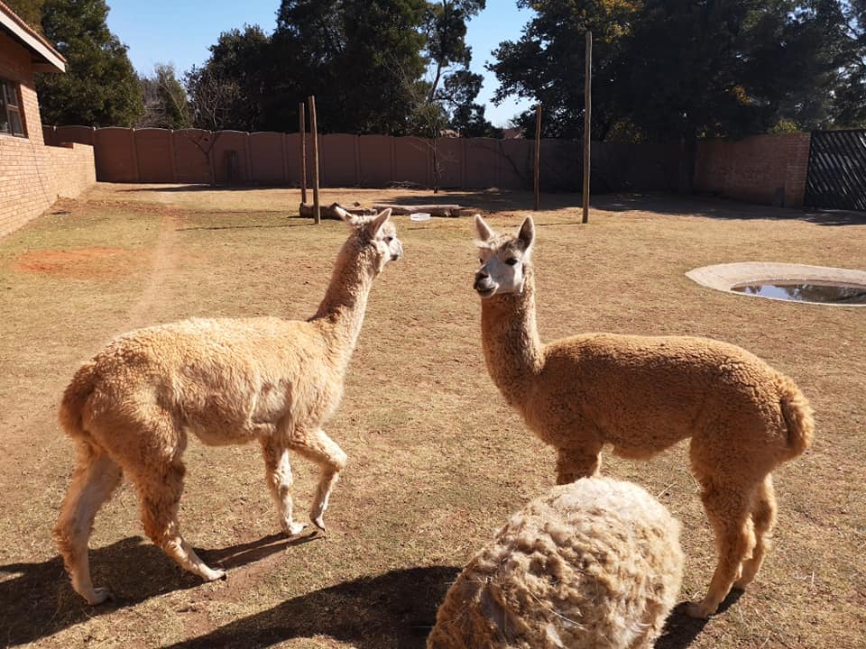 Benoni Monkey And Bird Park — photo 3