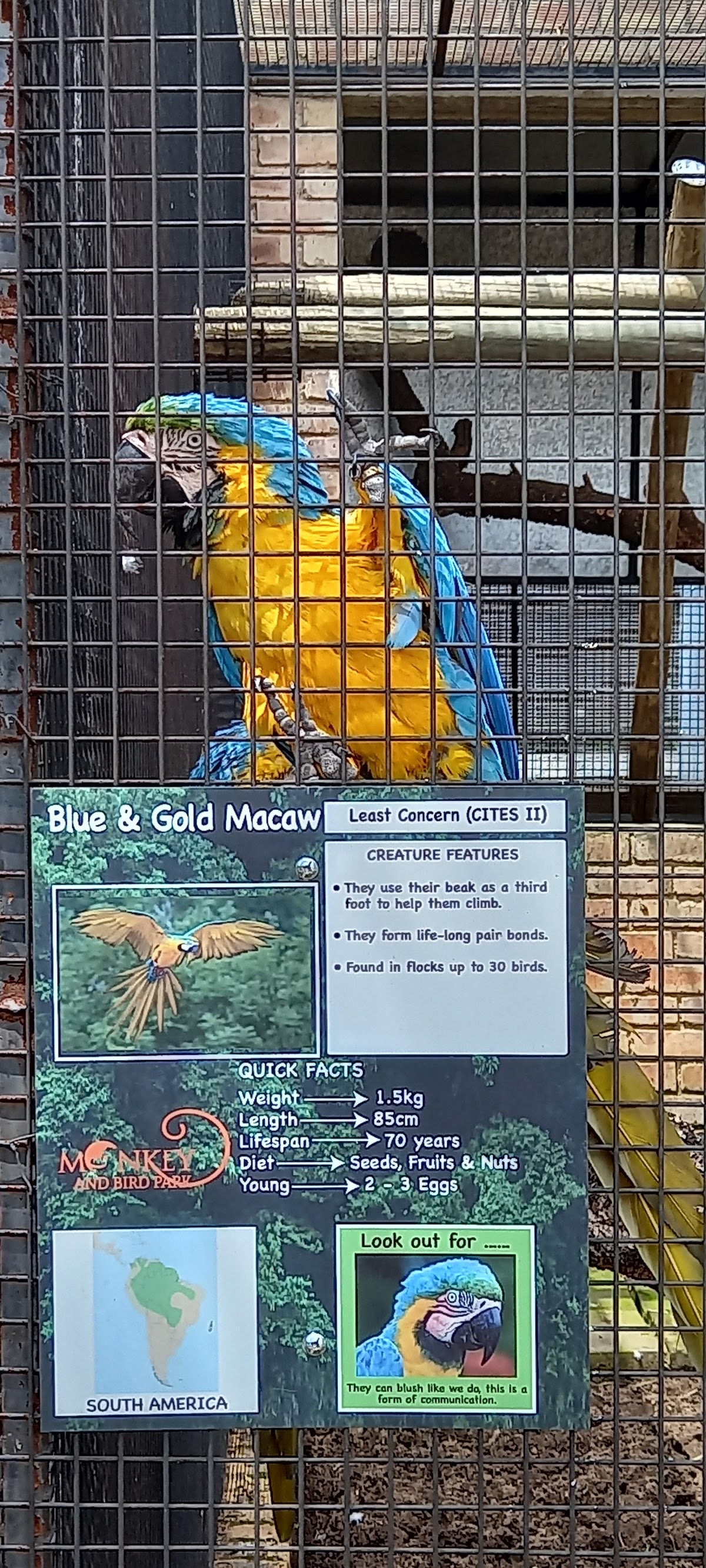 Benoni Monkey And Bird Park — photo 6