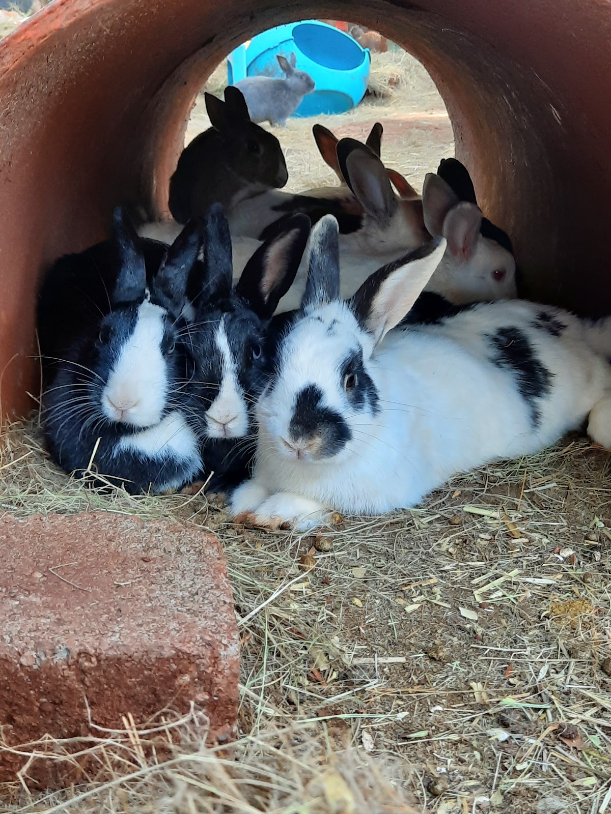 The Bunny Hop Haven @ Observatory Sports Club — photo 4