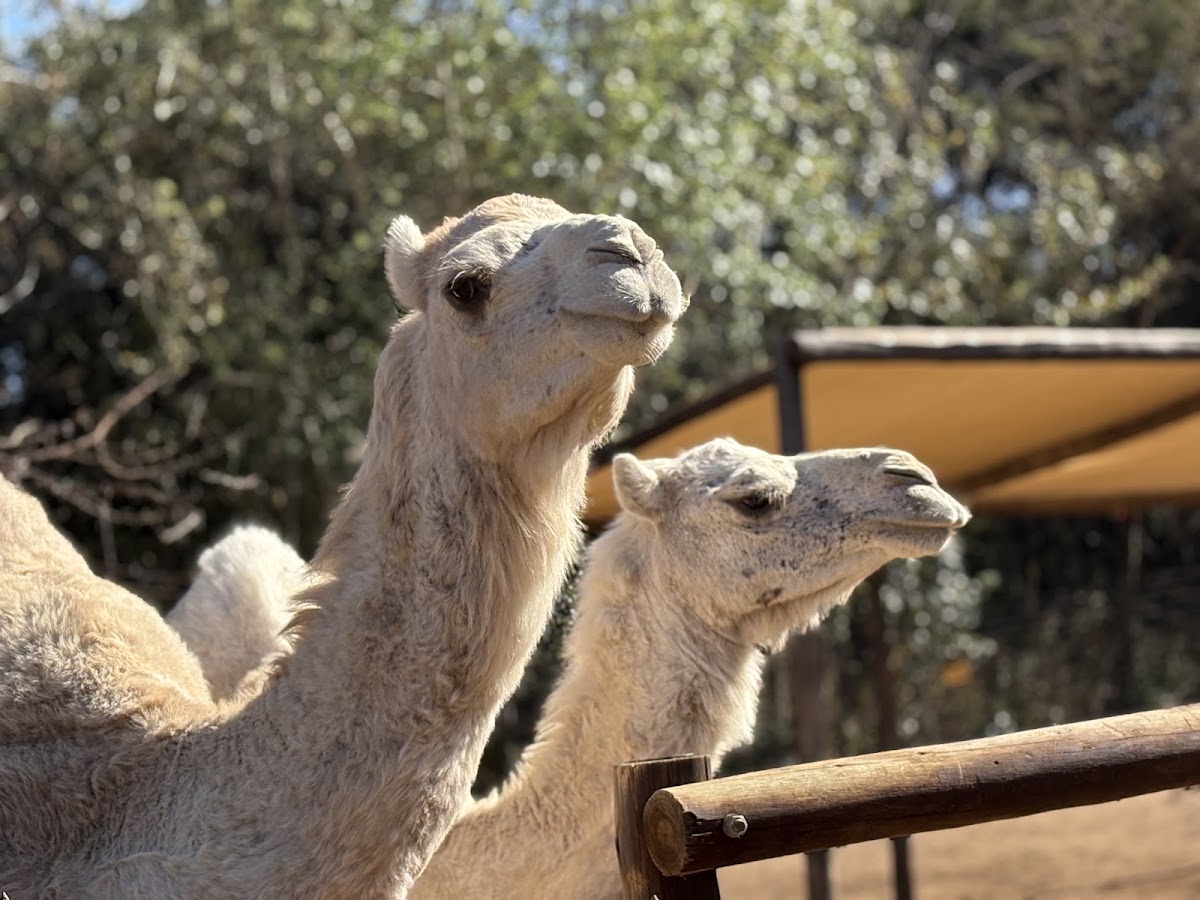 The Donkey Dairy — photo 2