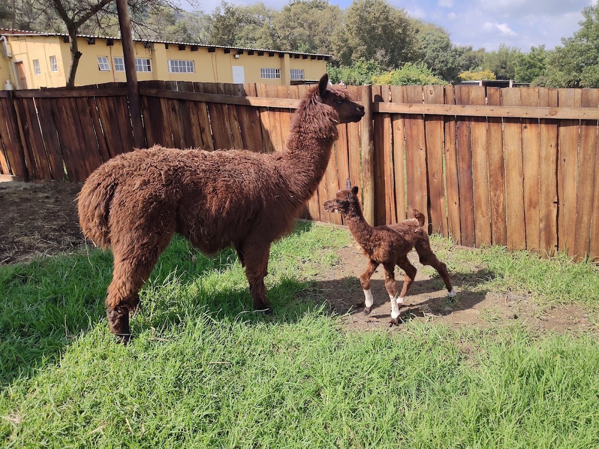 The Donkey Dairy — photo 4