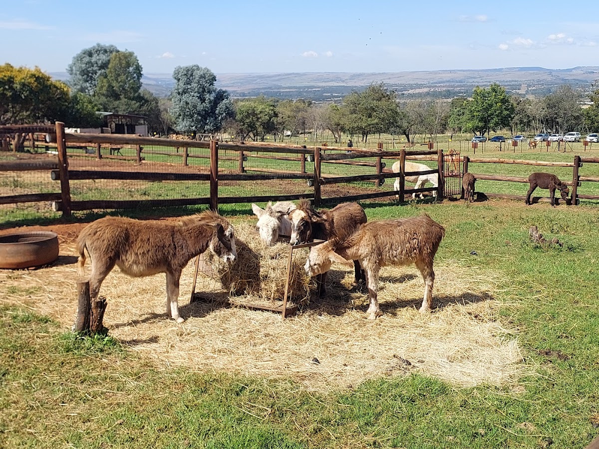 The Donkey Dairy — photo 5