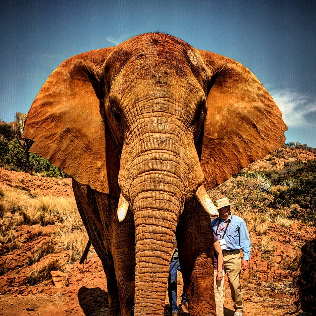 Elephant Sanctuary Hartbeespoort — photo 1