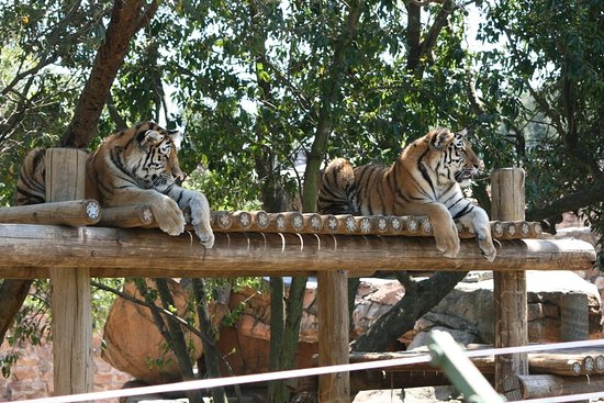 Johannesburg Zoo — photo 1