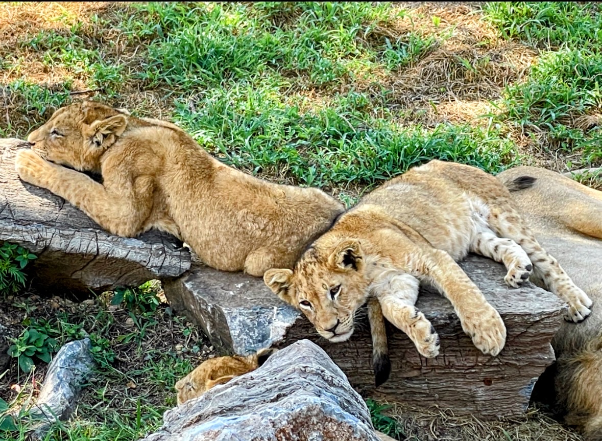 Lion & Safari Park — photo 4