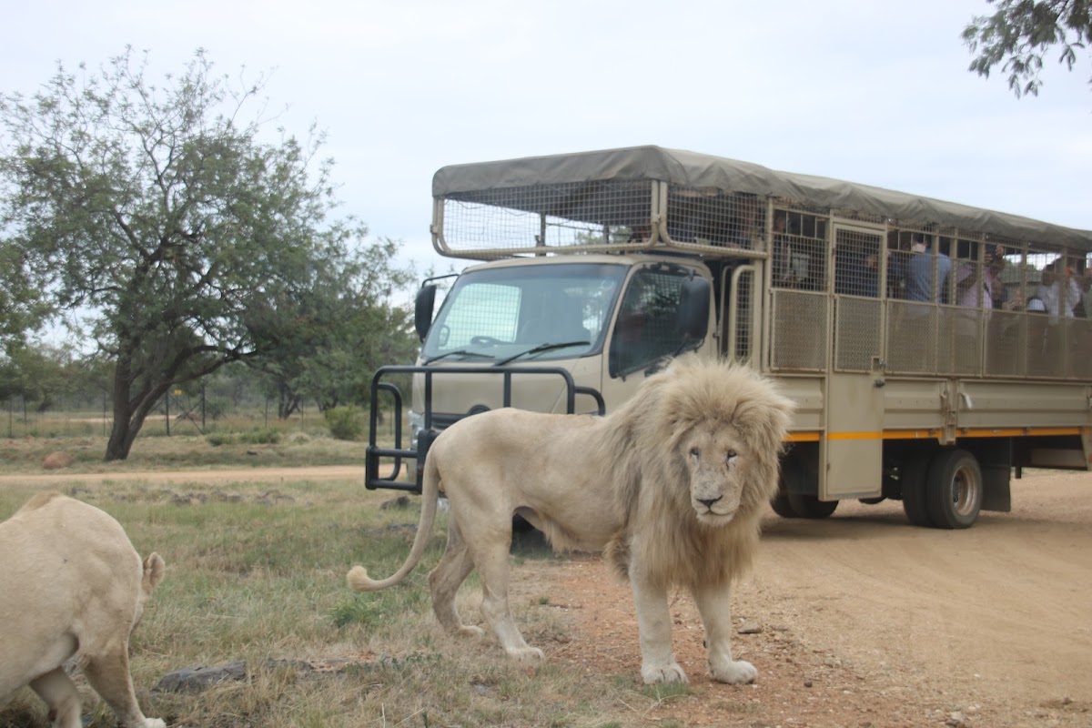 Lion & Safari Park — photo 6