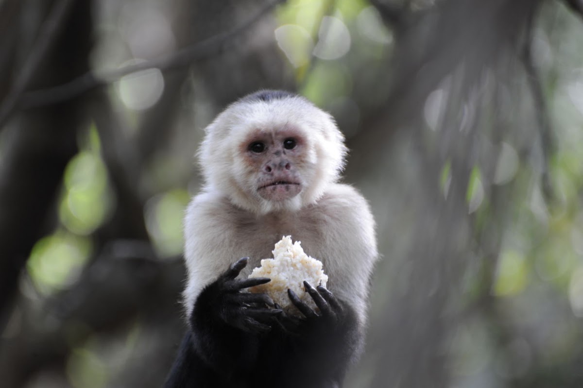 Monkey Sanctuary, Hartbeespoort in South Africa — photo 1