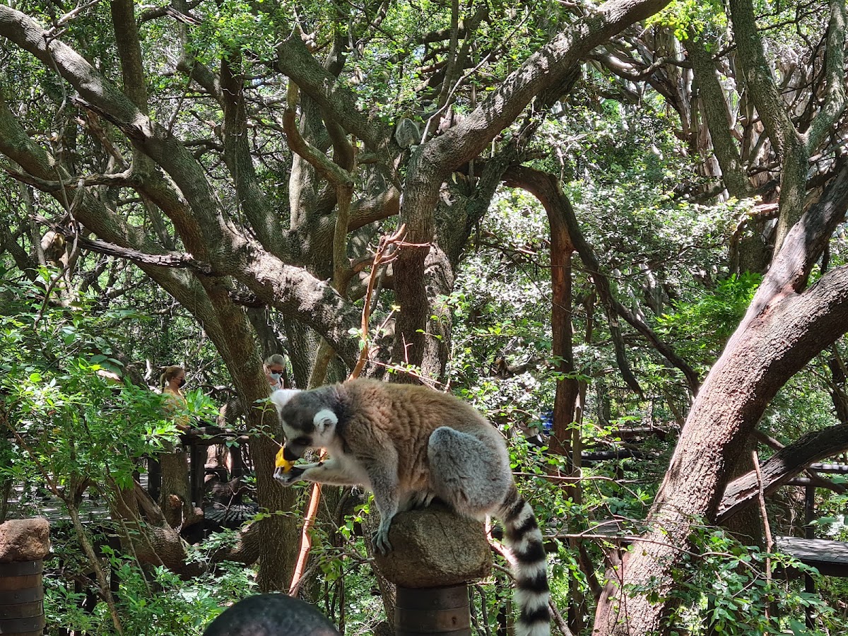 Monkey Sanctuary, Hartbeespoort in South Africa — photo 3