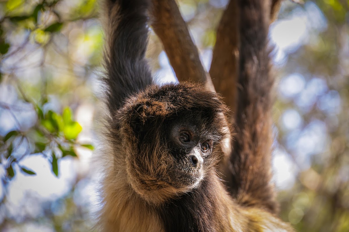 Monkey Sanctuary, Hartbeespoort in South Africa — photo 4