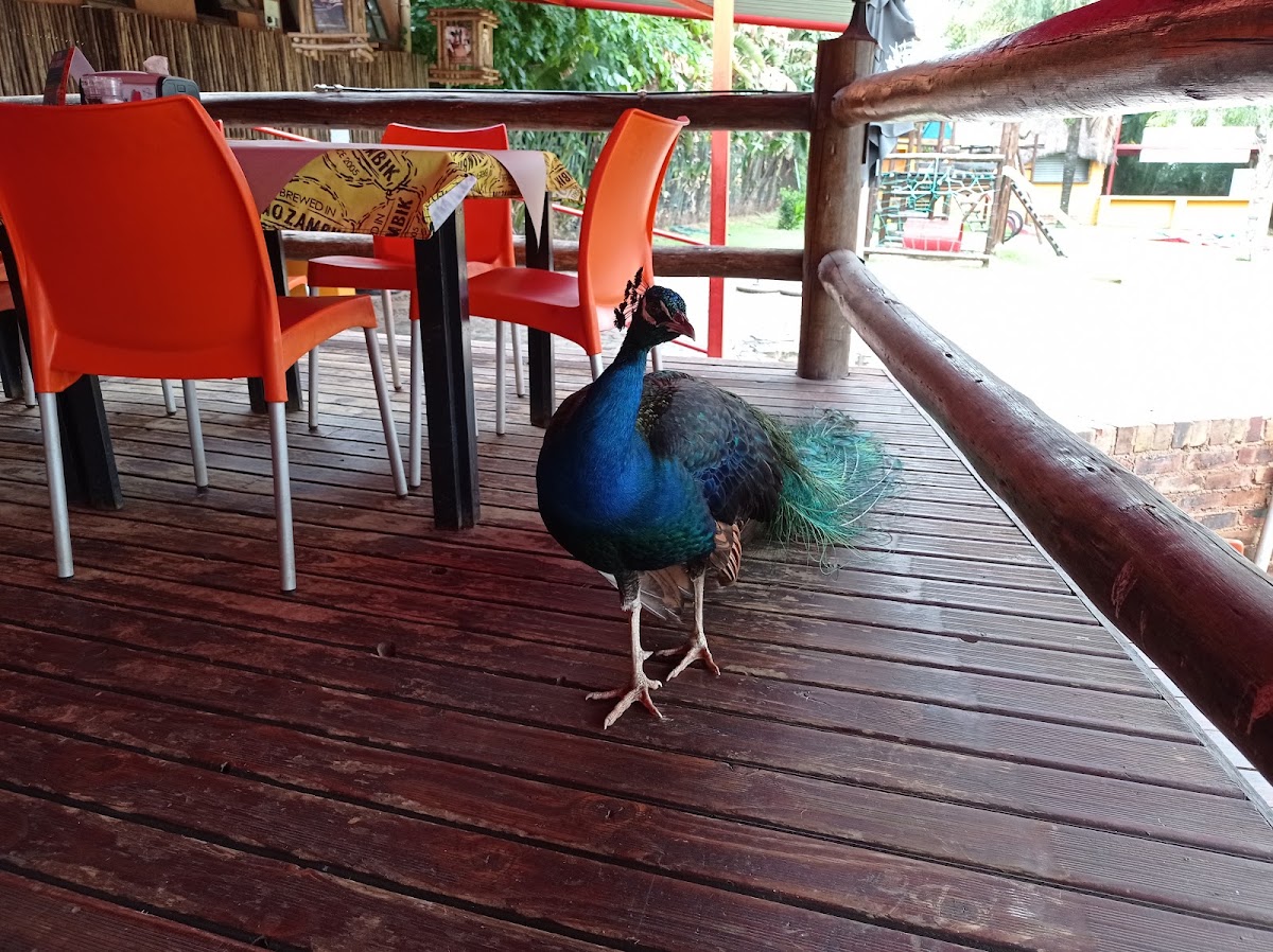 Mozambik Linksfield — photo 5
