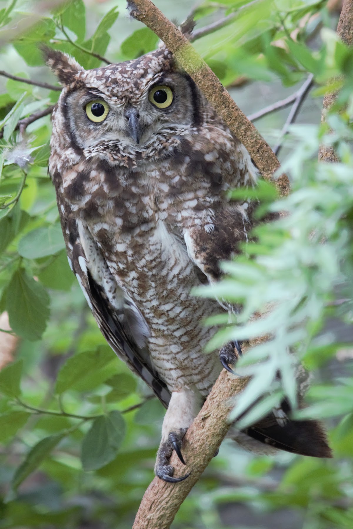 Owl Rescue Centre — photo 2