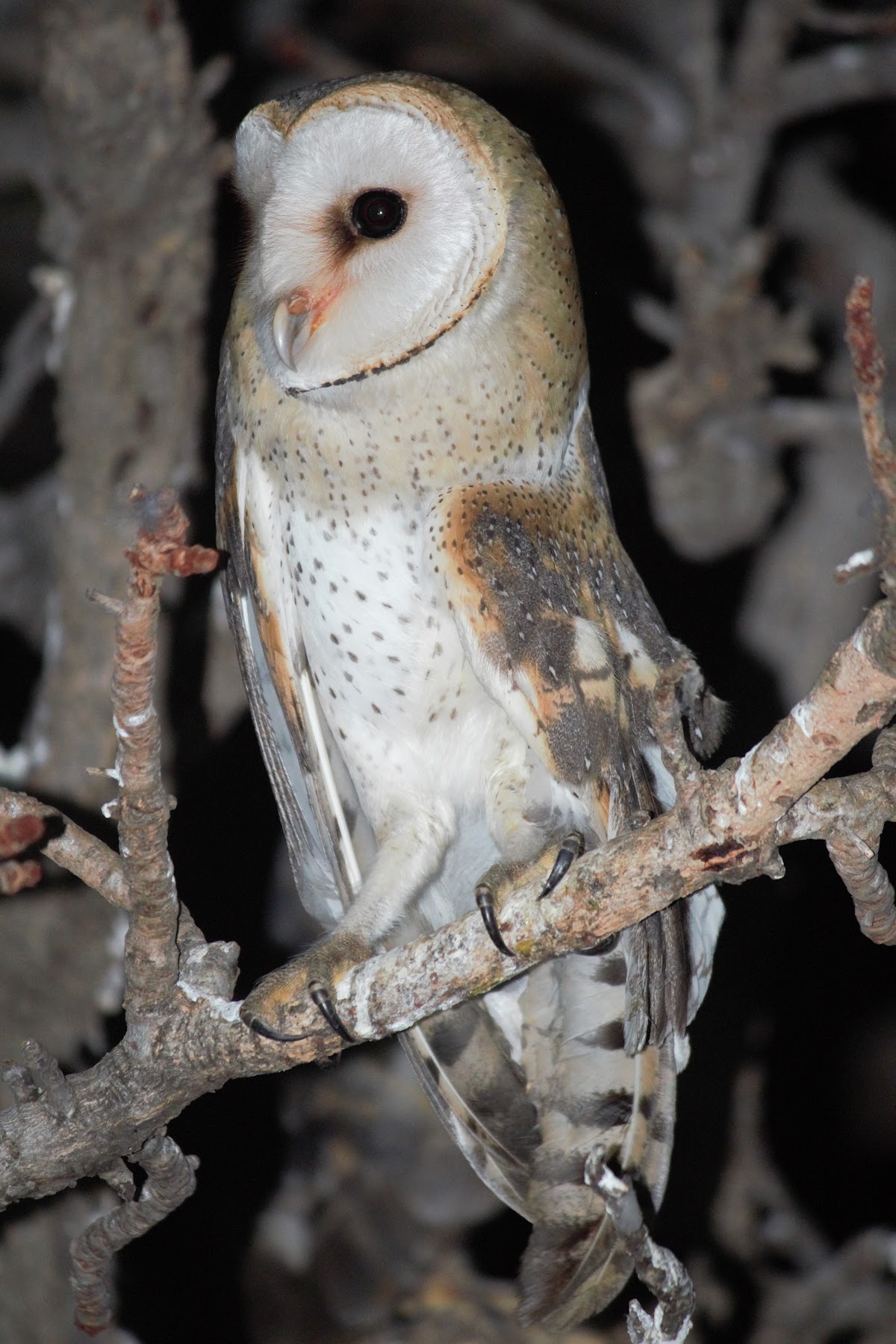 Owl Rescue Centre — photo 4