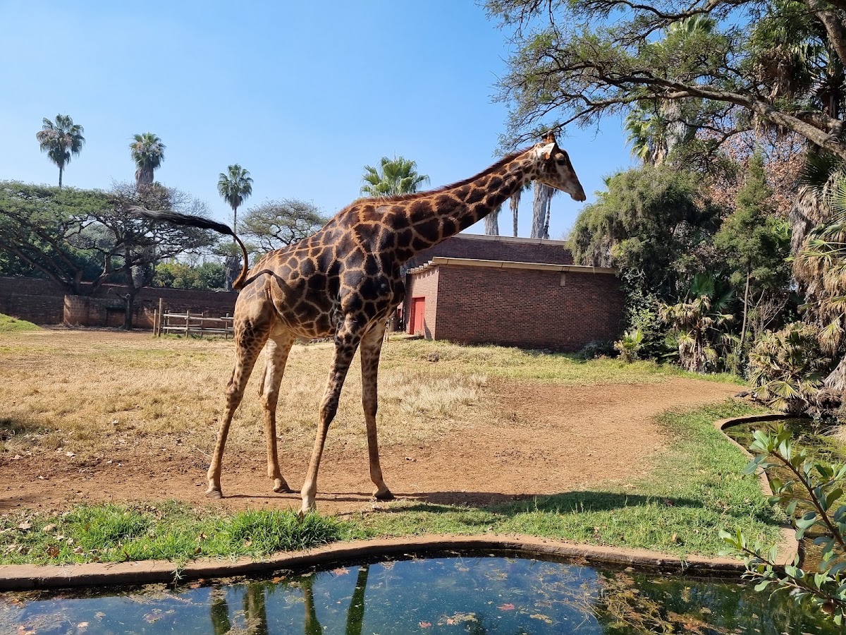 Pretoria Zoo — photo 3