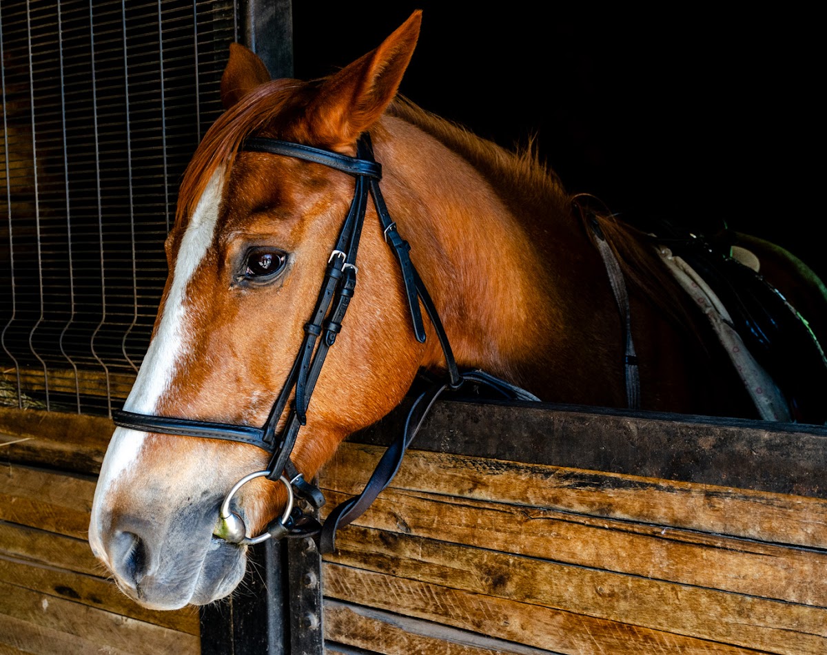 Ranger Stables — photo 2