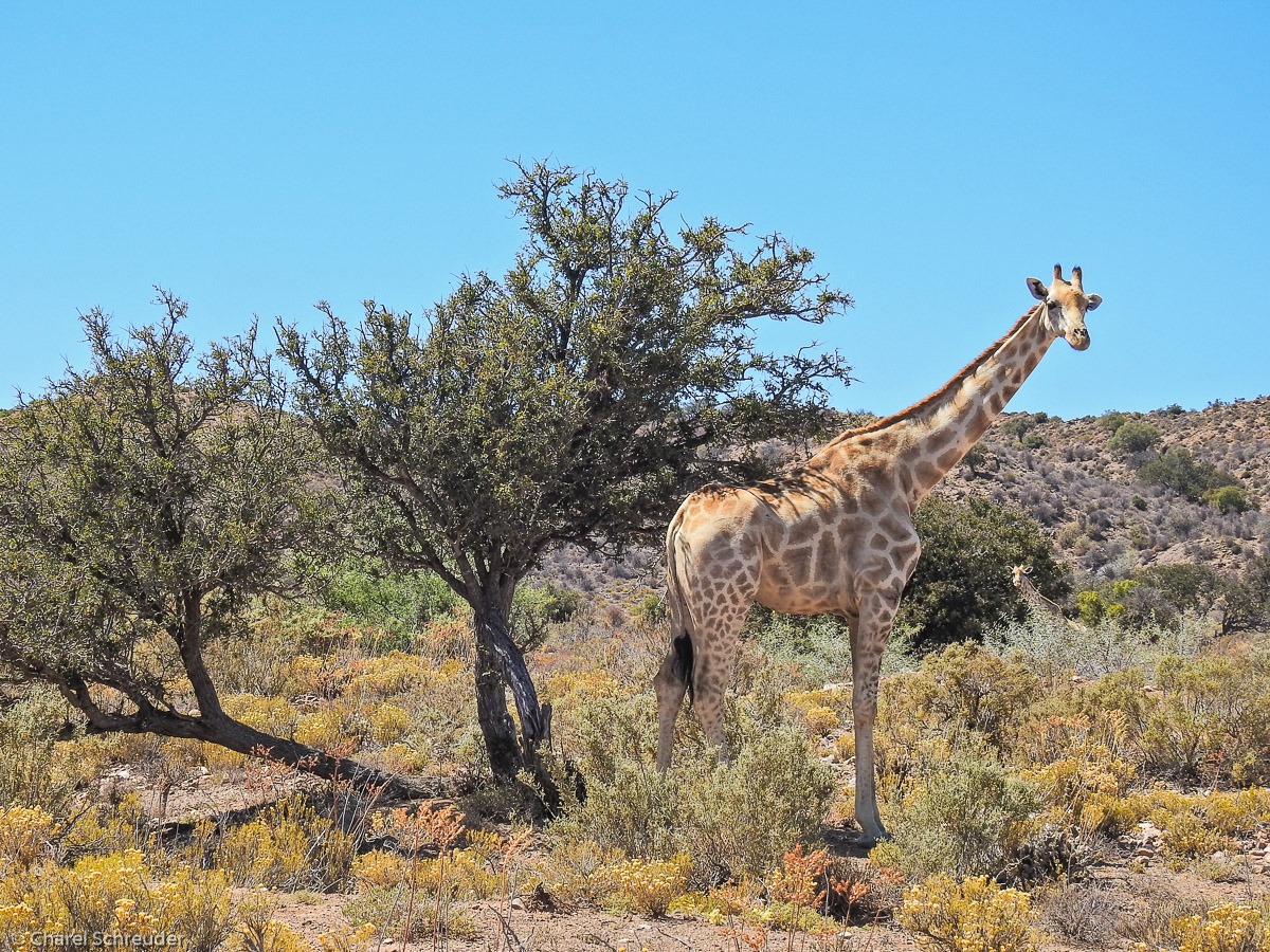 Rietfontein Nature Reserve — photo 1