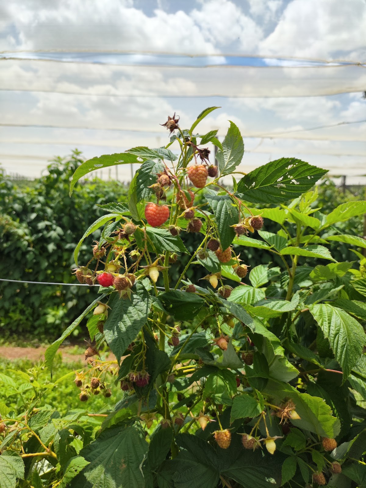 The Field Berry Farm — photo 2