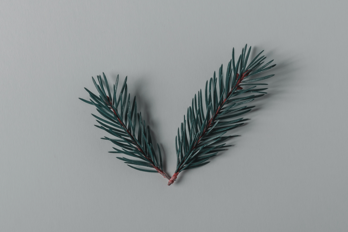 evergreen sprig